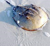 Those horseshoe crabs you see on the beach contribute to your personal longevity