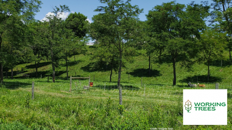 Working Trees helps farmers profit from the carbon in their trees