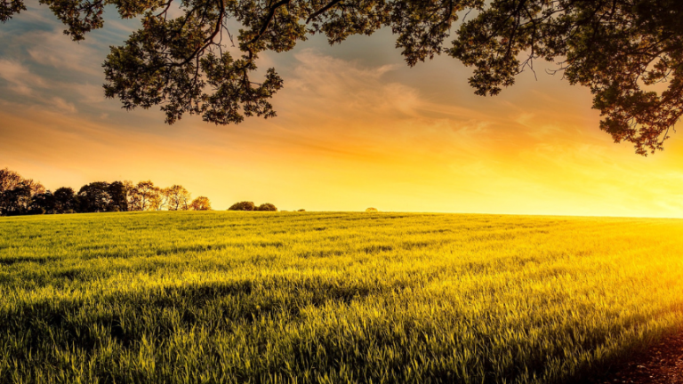 UT announces changes in top leadership at the Institute of Agriculture