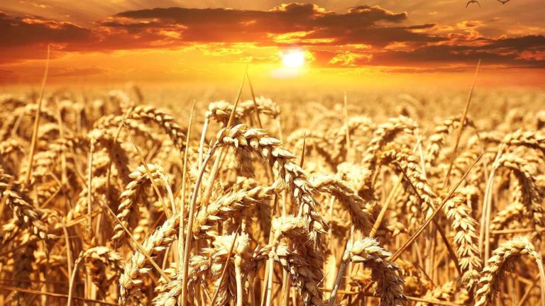 Thousands of dollars in funding available for ag start-ups