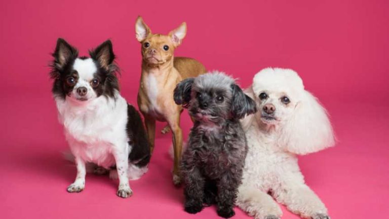 There’s now an accelerator for pet care start-ups