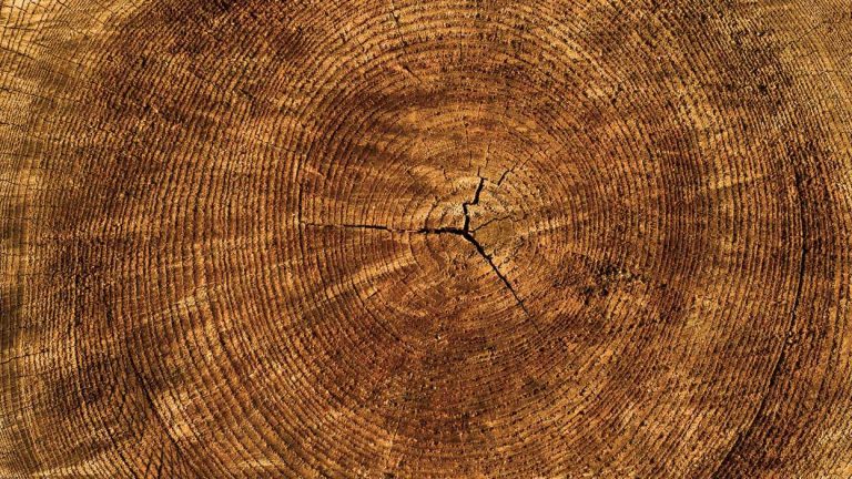 Only TN recipient of USDA wood innovations grant hails from Huntland