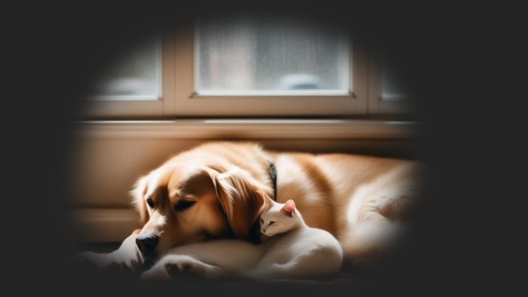CodaPet offers Knoxvillians a new, peaceful path to part with their pets